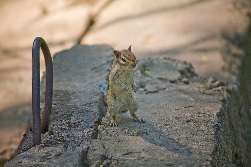 Эволюция фото превью