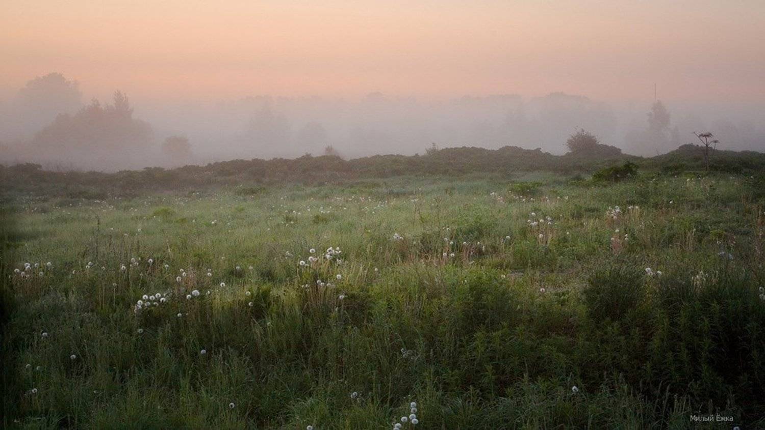 день очистки водоемов, туман, Милый Ёжка
