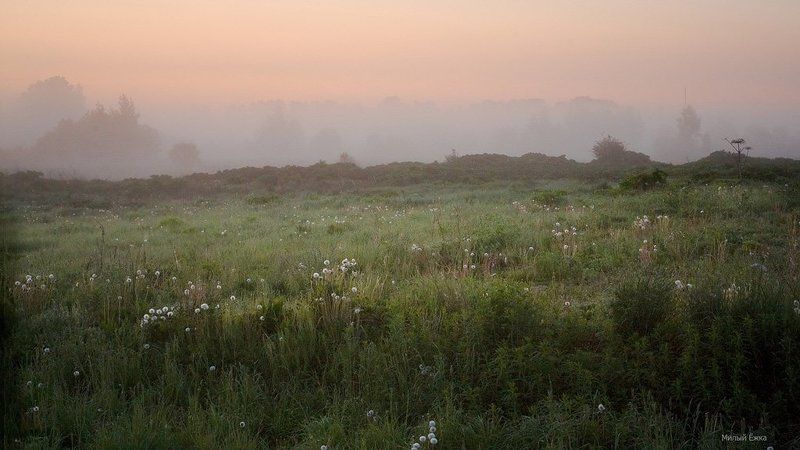 день очистки водоемов, туман Туманные одуванчики фото превью