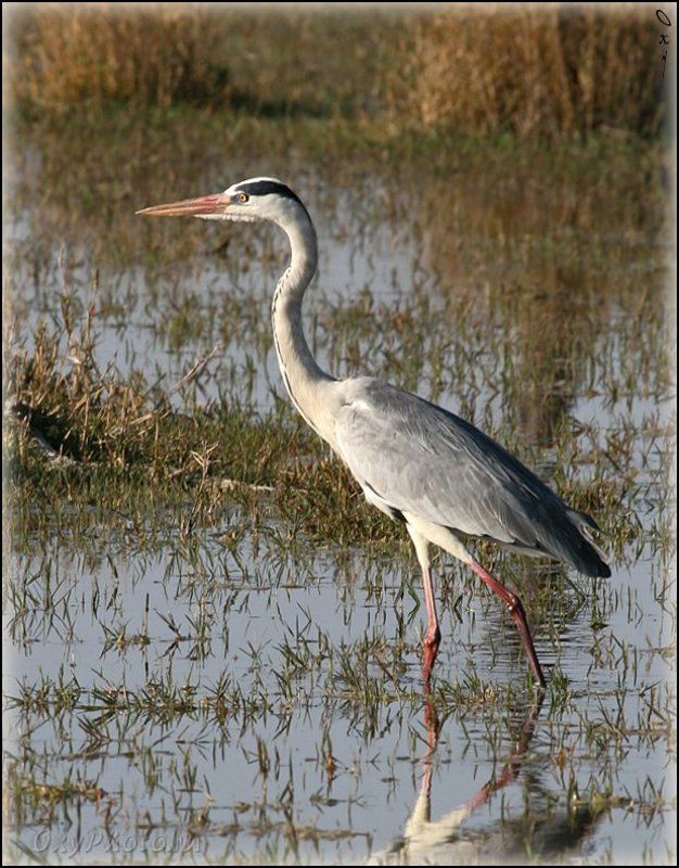 цапля серая, ardea cinerea, мореми, moremi, дельта окаванго, okavango delta, ботсвана, botswana, африка, africa Серая цапля... фото превью
