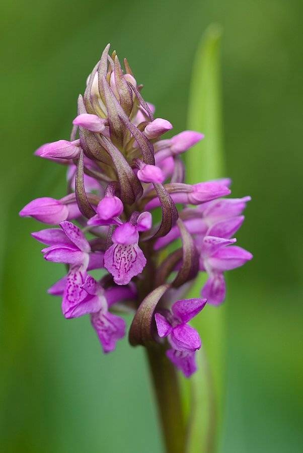 орхидея, макро, Юлия