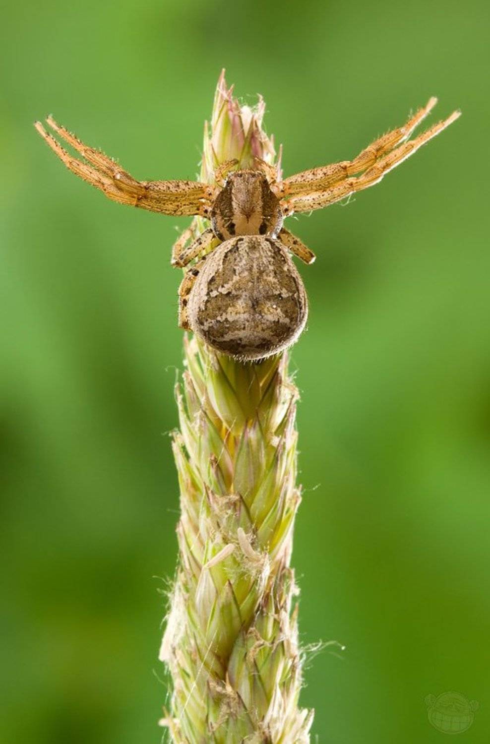 бокоход, макро, паук, Amazon-san