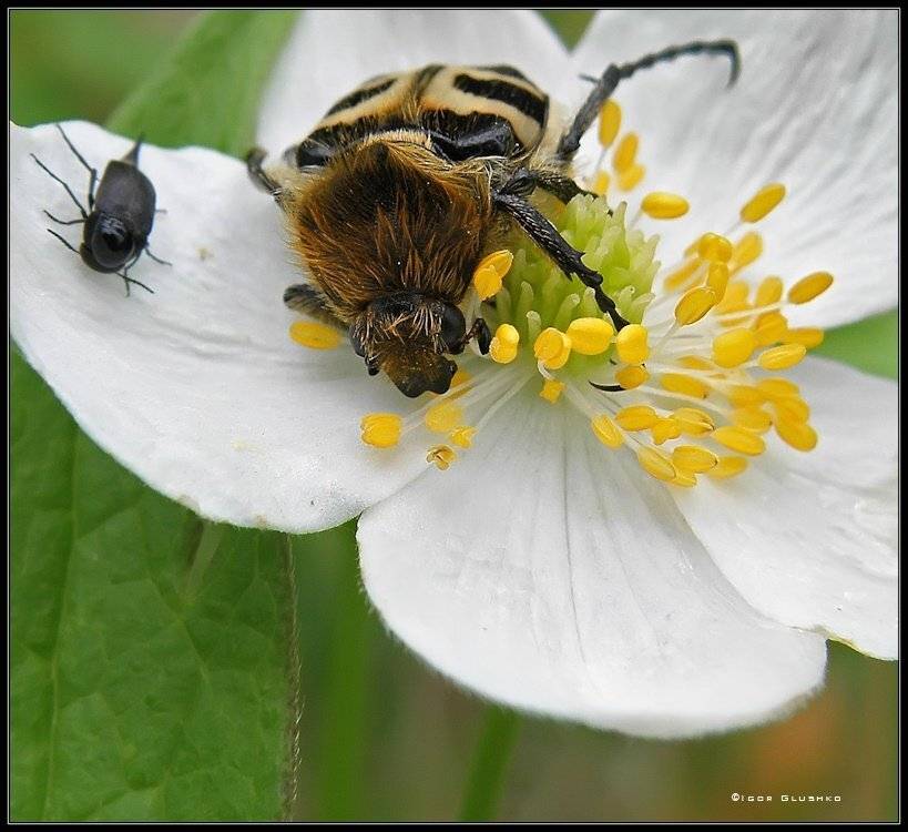 жук, цветок, Игорь Глушко