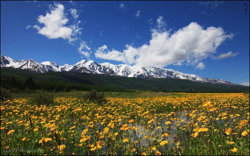altai, russia, алтай, россия, северо-чуйский хребет, цветы, flowers Желтое безумие... фото превью