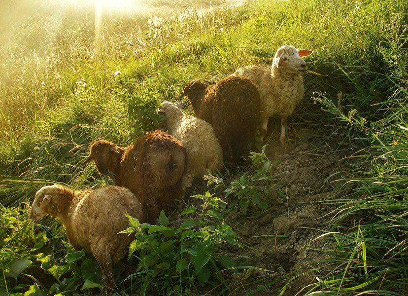 , Лямеборшай Валерия