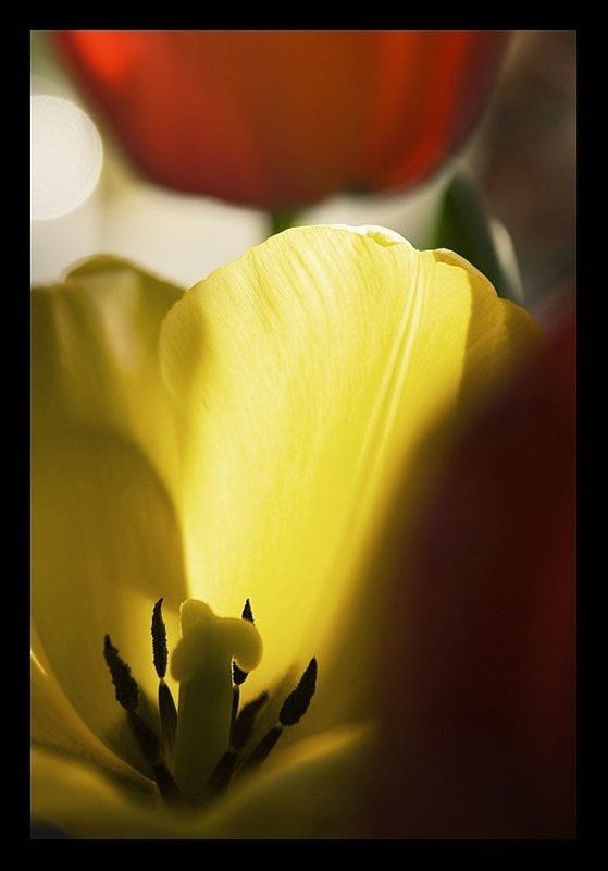 Вестник разлуки фото превью