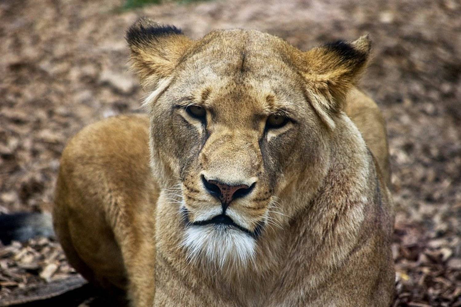 львица, зоопарк, Natalie