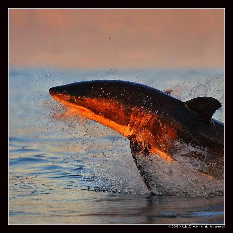 юар, большая белая акула, Николай Зиновьев