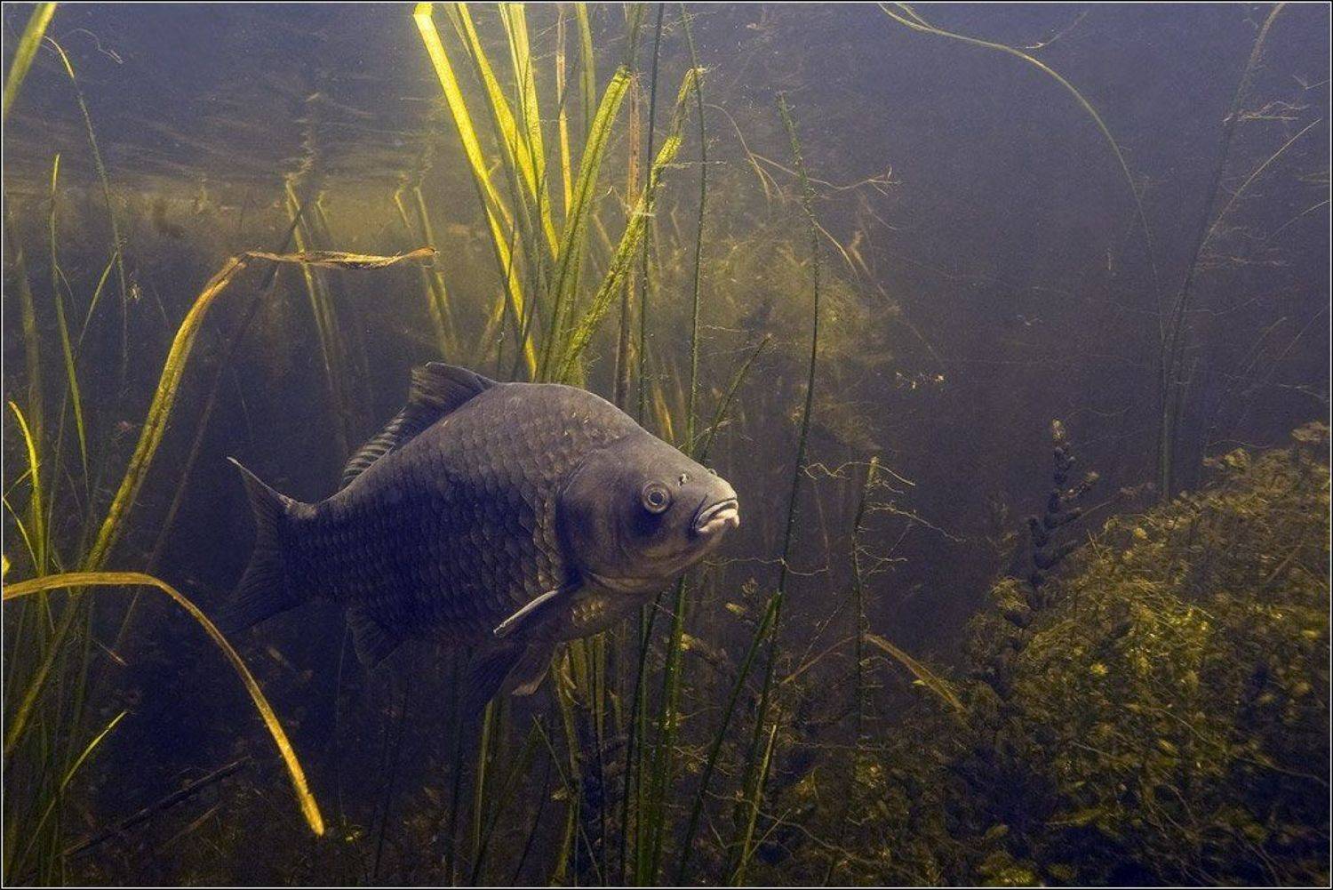 , Игорь Гущин