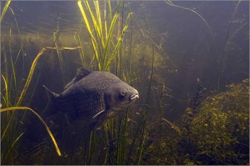 Обыкновенный фото превью