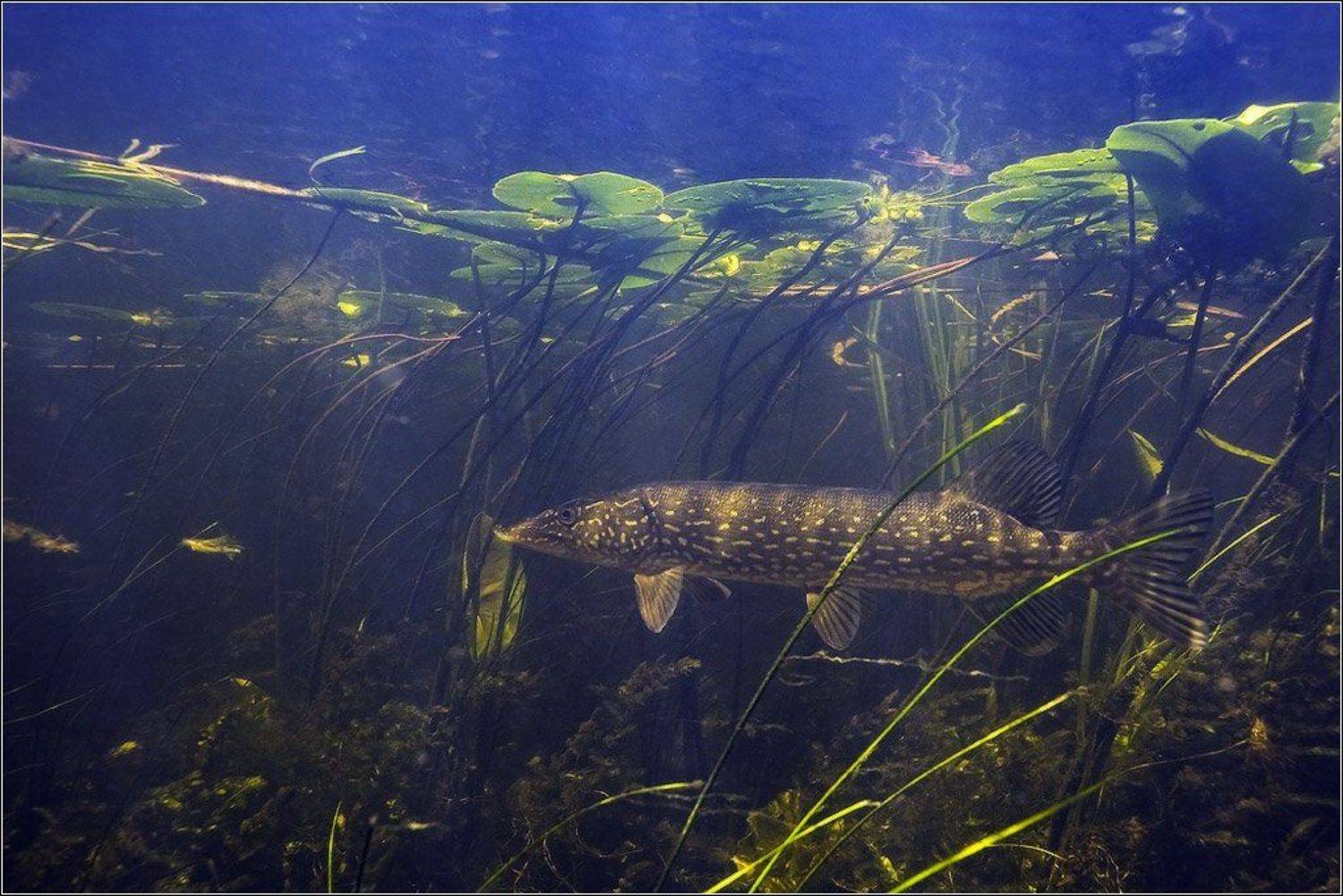 , Игорь Гущин