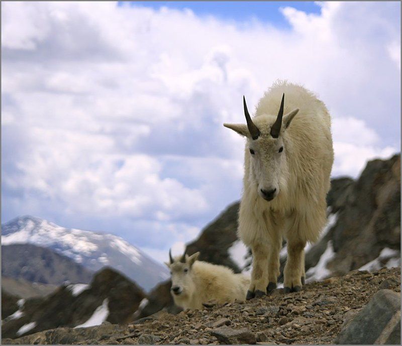 Жители поднебесья. фото превью