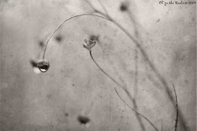 , Ольга Реалист