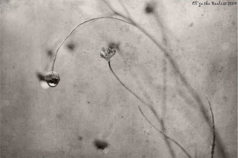 ...туман... фото превью