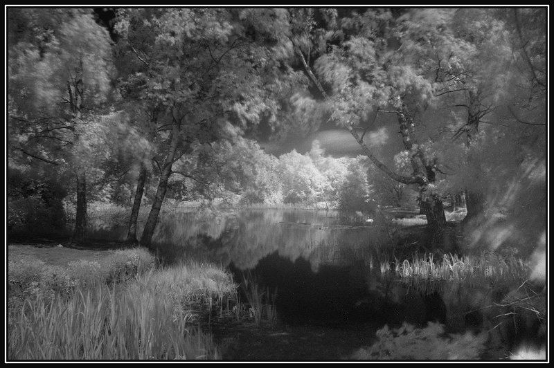 пруд, лето Ботанический сад фото превью