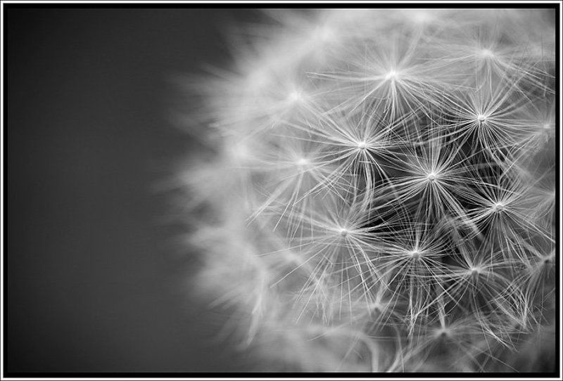 одуванчик Одуван фото превью