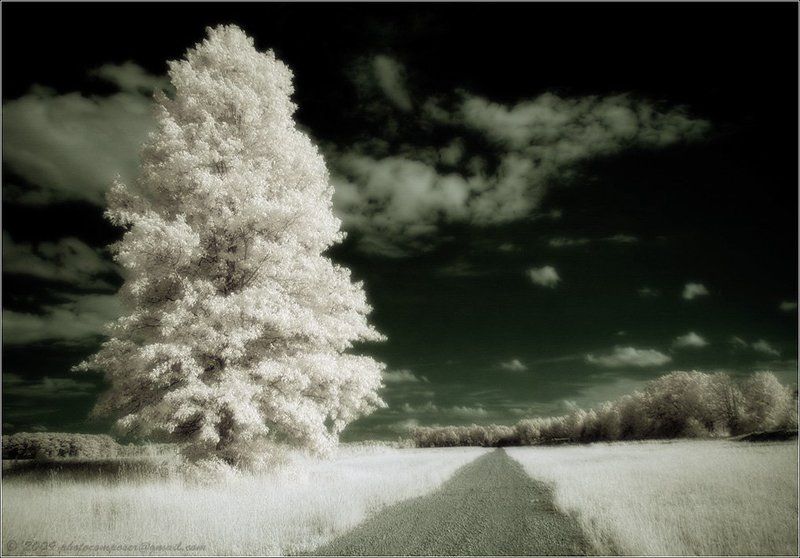 ик, пейзаж, infrared, инфракрасный, инфракрасное, pilgrim, hoya r72, pentax k100d Long way to home... фото превью