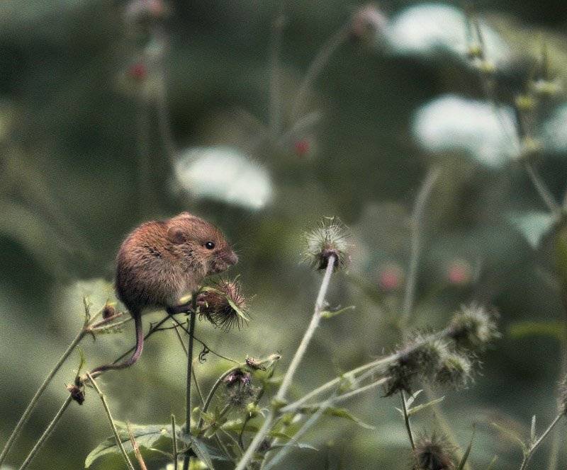 , Максим Юлдашев