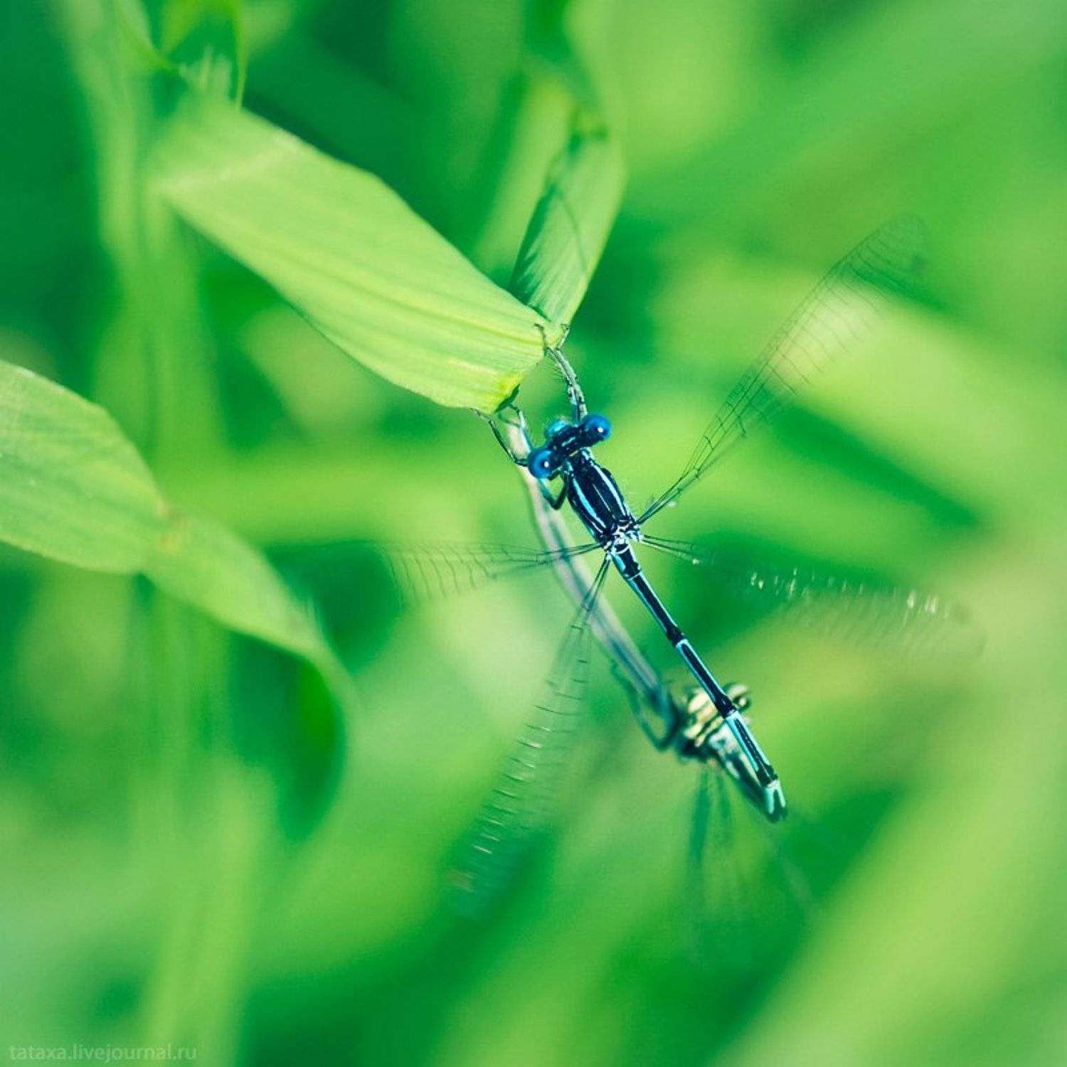 стрекоза, Mistukova Natalia (Tataxa)