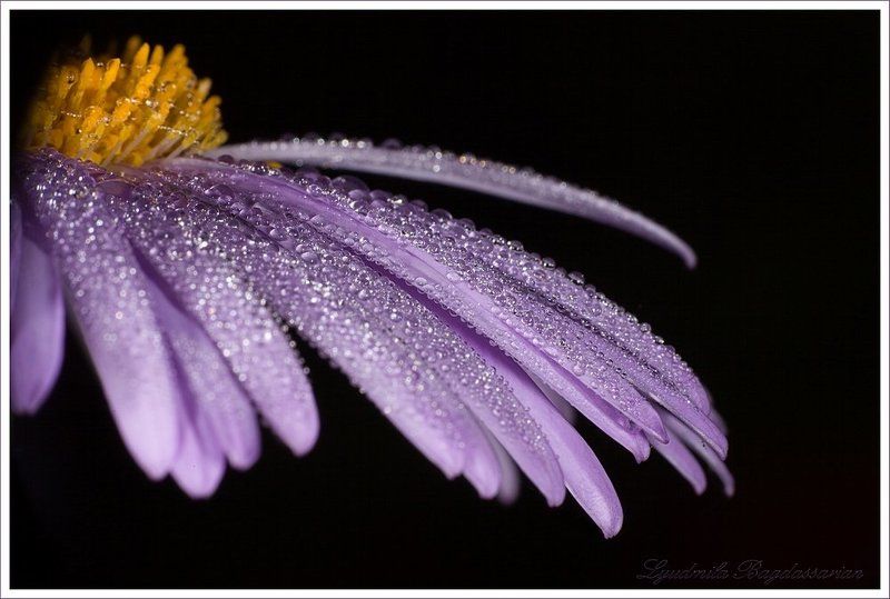 Утренняя роса фото превью