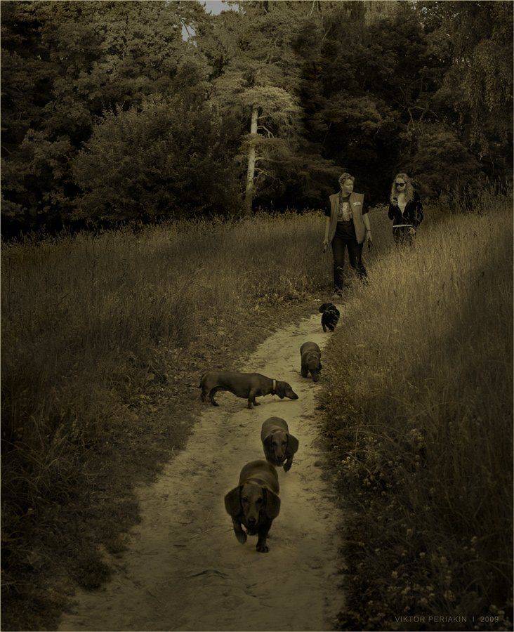 лес, тропинка, , травы, хозяйки, таксы, Виктор Перякин