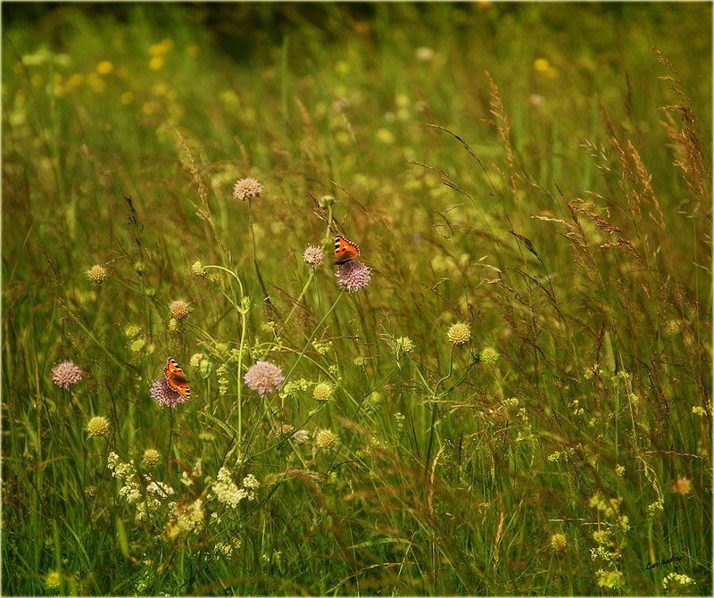 тверская область, харитоново, луг, бабочки, свидание, любовь, лето, тепло Про свидание двух бабочек в высокой траве) фото превью