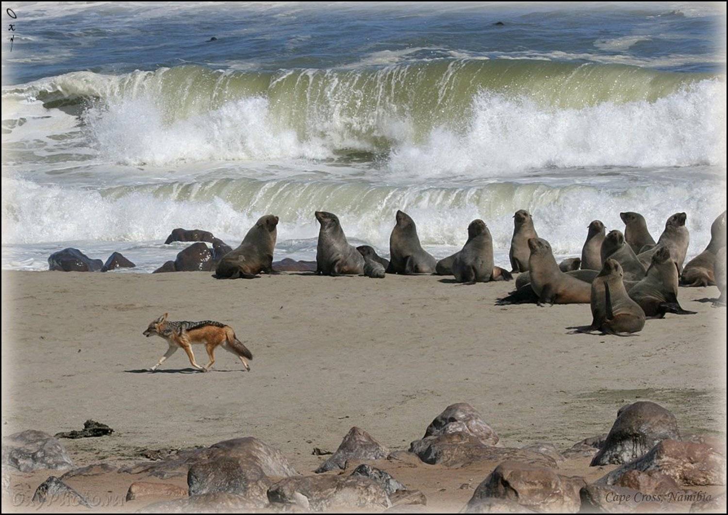 africa, arktocephalus pusillus, namibia, африка, котик морской южный, котик морской южноафриканский, намибия, atlantic, атлантика, шакал чепрачный, canis mesomelas, Оксана Борц