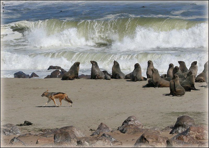 africa, arktocephalus pusillus, namibia, африка, котик морской южный, котик морской южноафриканский, намибия, atlantic, атлантика, шакал чепрачный, canis mesomelas Незваный гость... фото превью