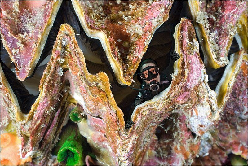 Пленник гигантской тридакны фото превью