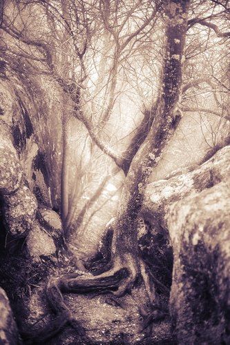 fragile hiding-place drea...