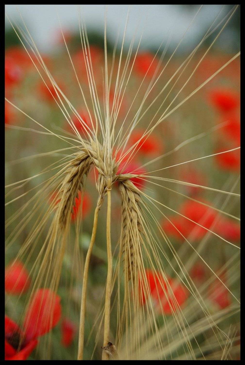 мак, пшеница, Дмитрий Г.