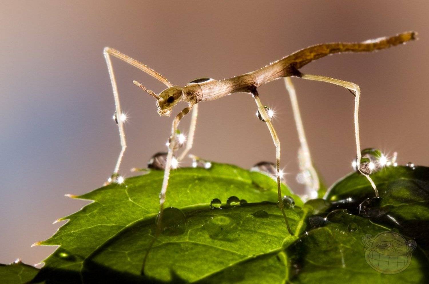 палочник аннамский, макро, новорождённый, Amazon-san