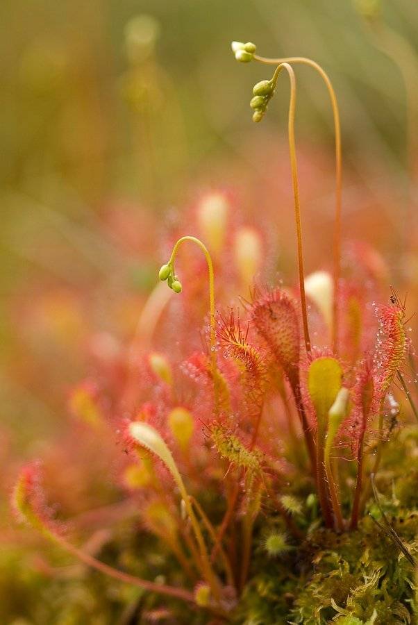 росянка, липучка, макро, Юлия
