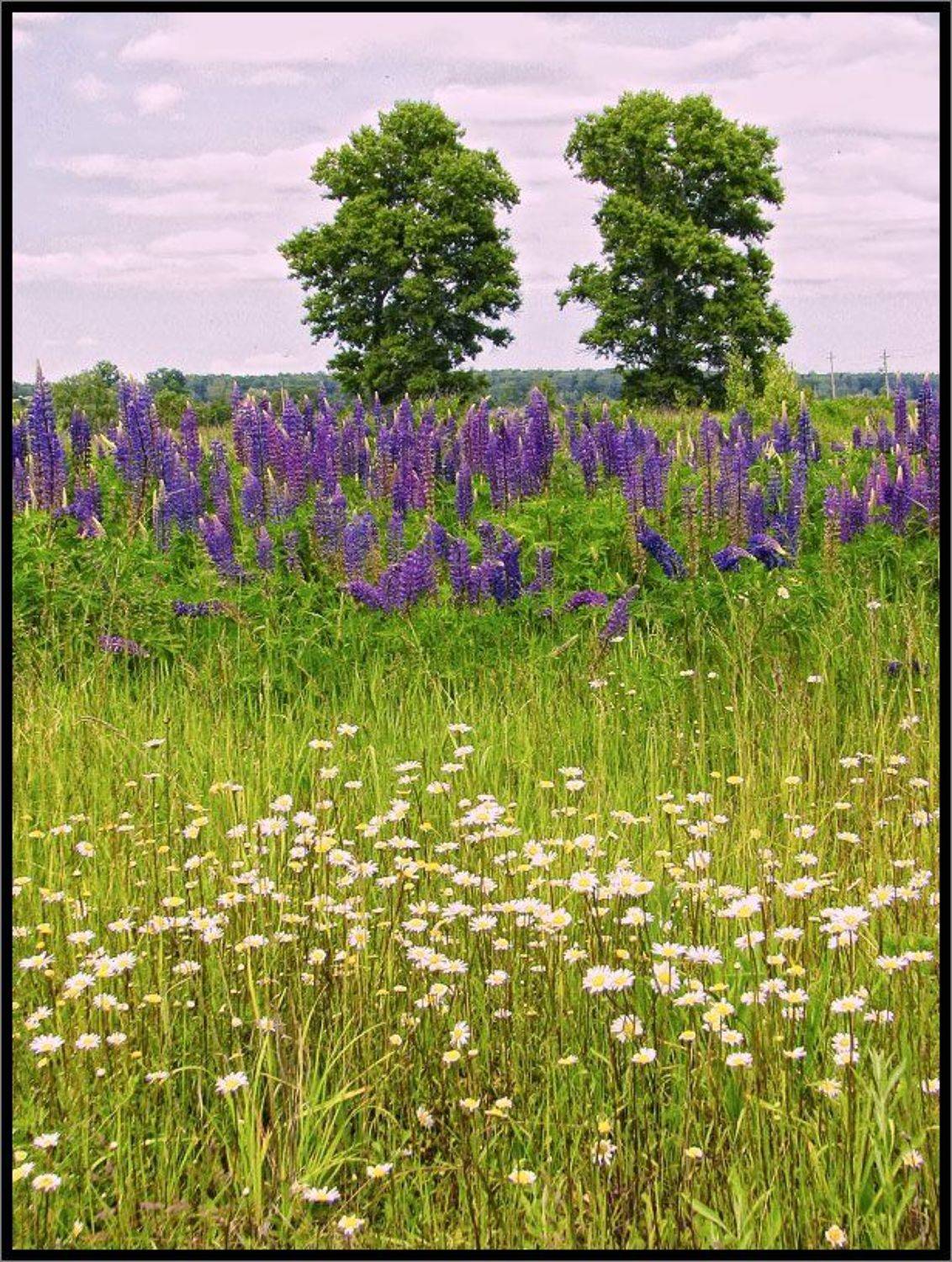 , Лунный Ежик