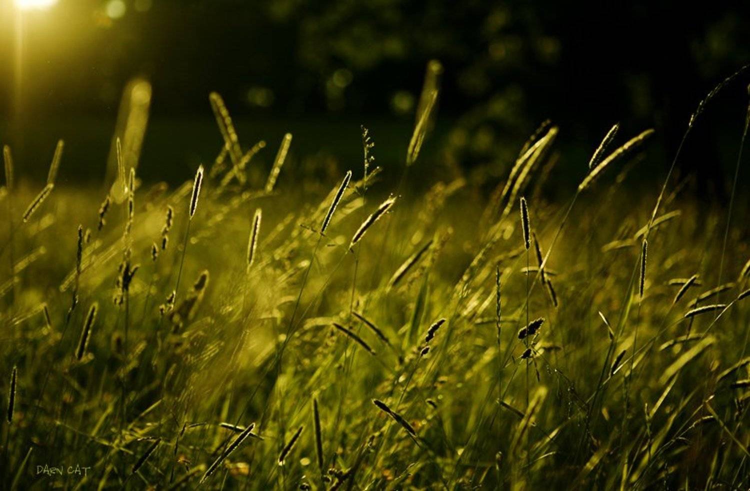 this, summer, lullaby, лето, сон, ветра, колыбельная, Darn Cat