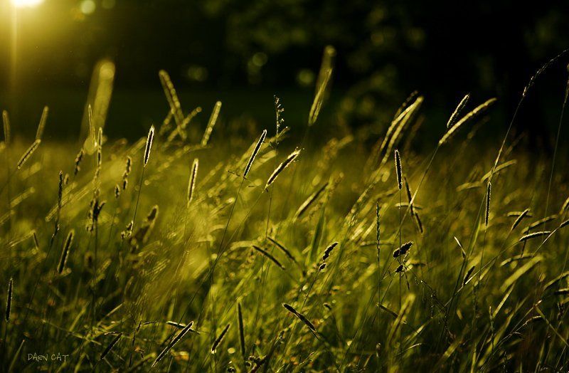 this, summer, lullaby, лето, сон, ветра, колыбельная Летняя колыбельная ветра фото превью