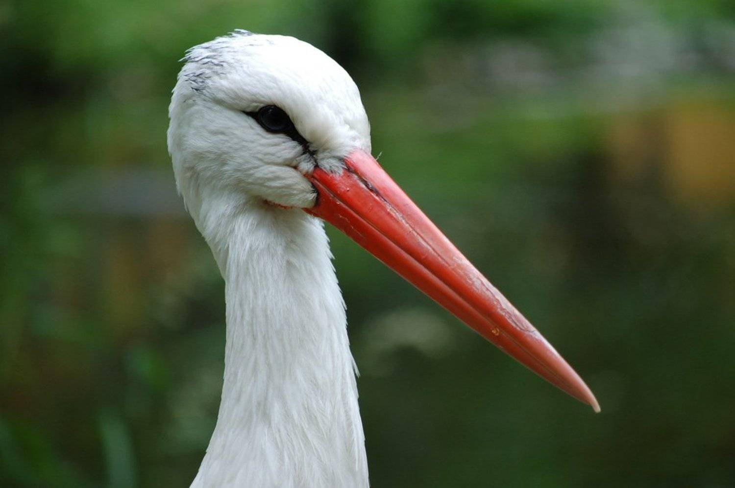 аист, птица, Natalie