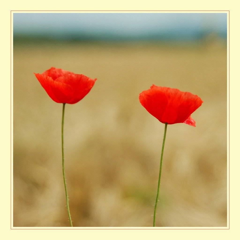 мак, цветы, природа, Дмитрий Г.