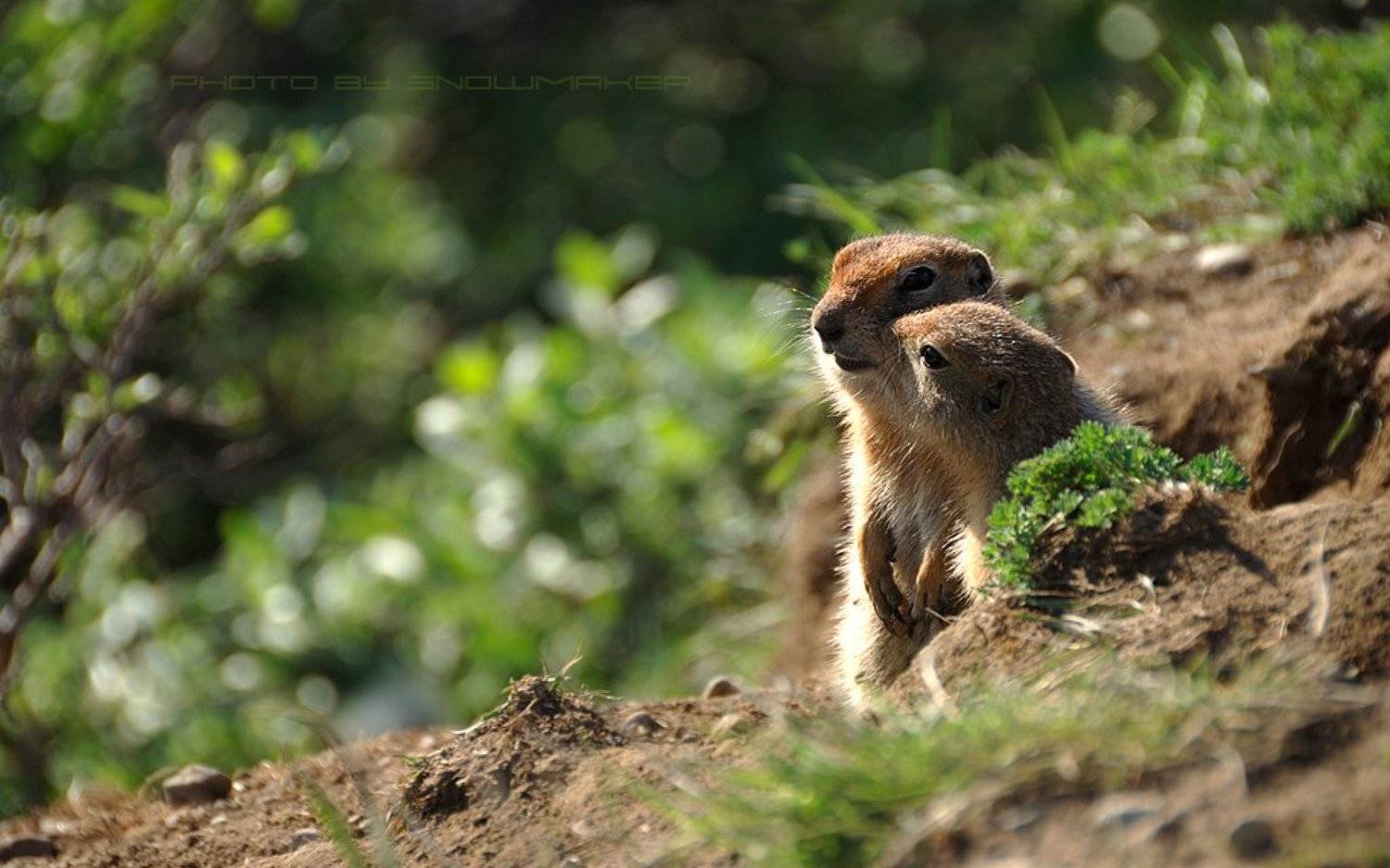 фото, чукотка, суслики, photo, chukotka, snowmaker, евражки, любовь, тундра, зелень, нежность, snowmaker