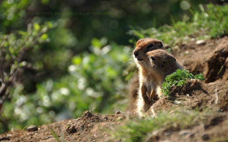 фото, чукотка, суслики, photo, chukotka, snowmaker, евражки, любовь, тундра, зелень, нежность Мгновения нежности фото превью