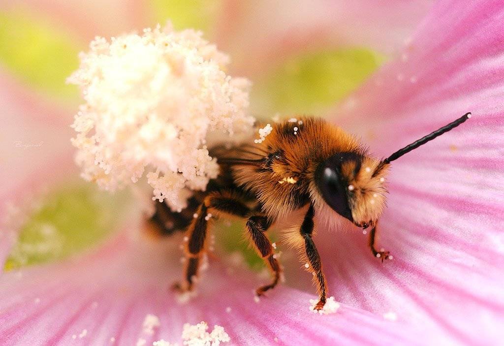 , Владислав.