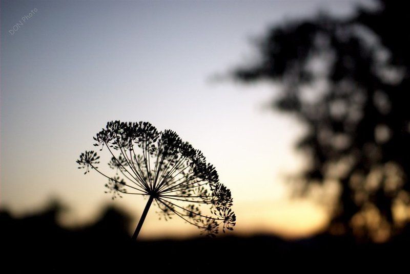 зонтик фото превью