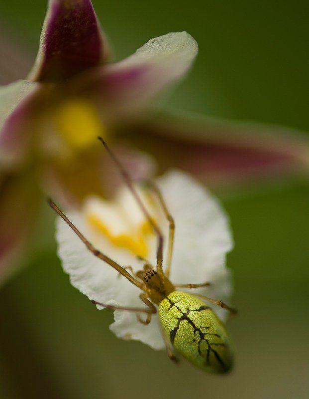 паук, орхидея, макро И пауки любят орхидеи... фото превью
