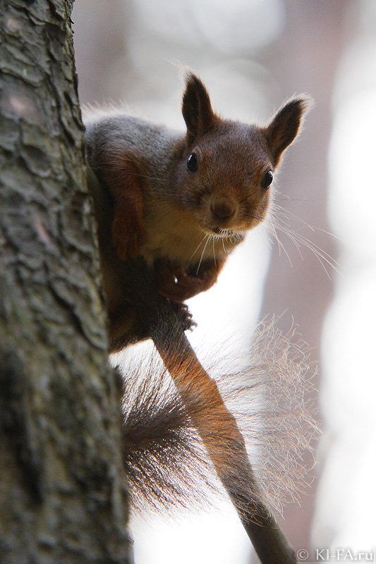 *** фото превью