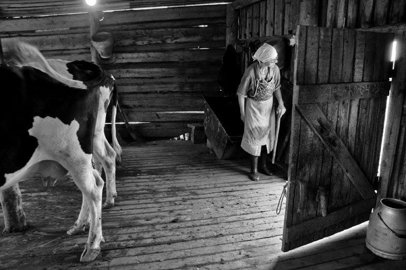 хорошо, в, деревне, летом * фото превью