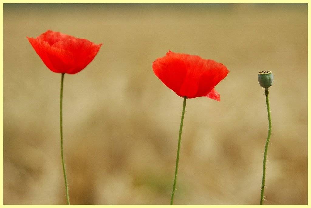 мак, цветы, Дмитрий Г.