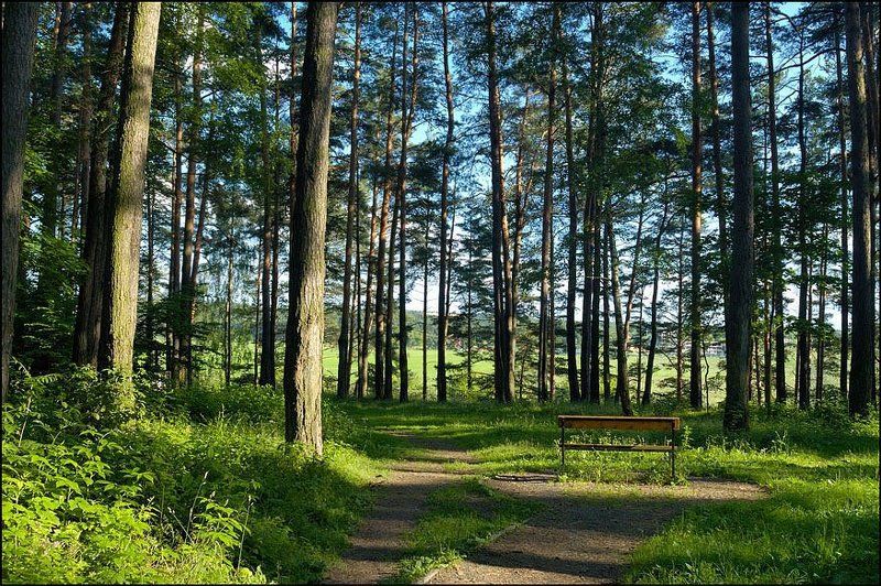 лес, трава, зелень, свет Любимое место фото превью