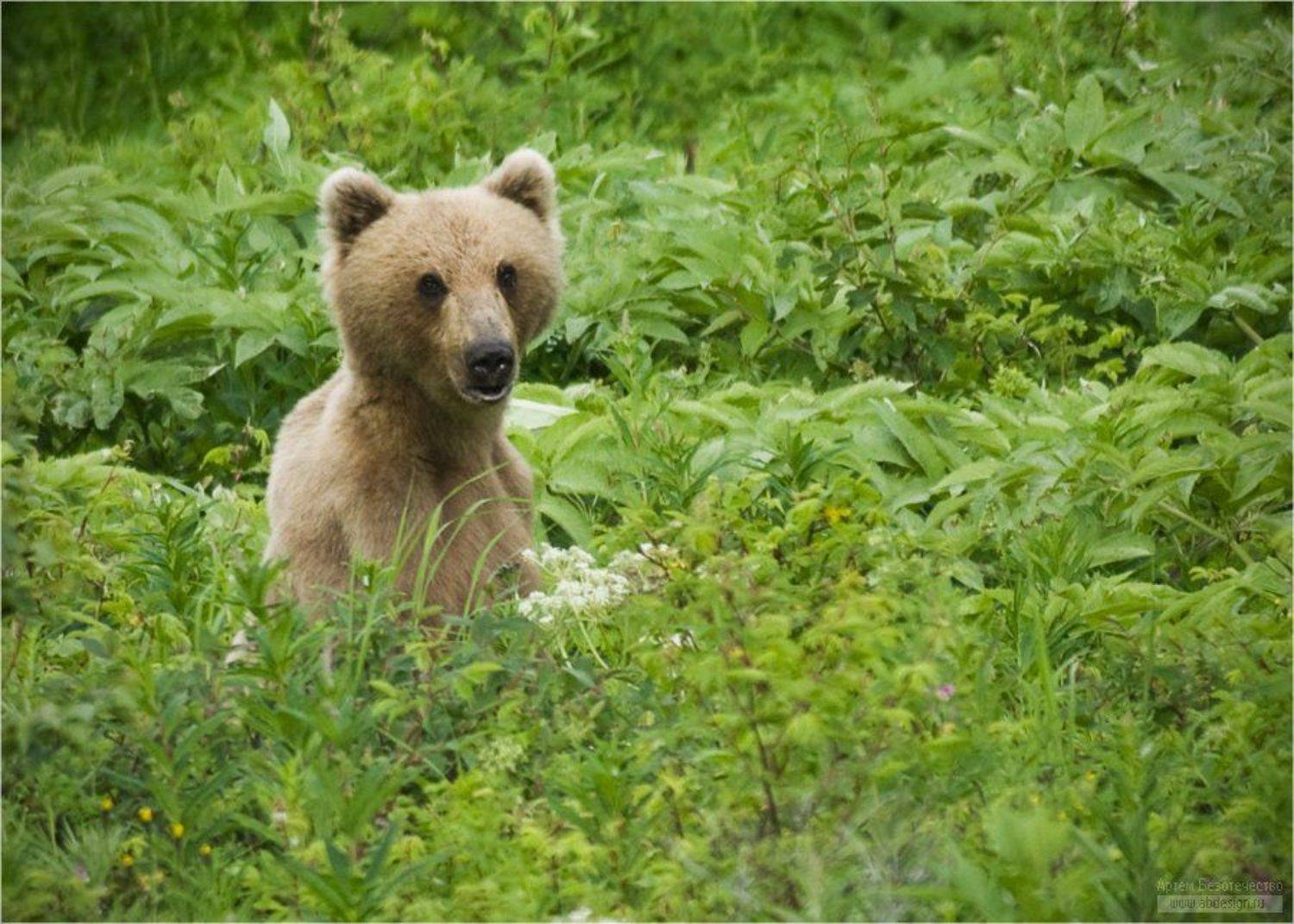 , Артем Безотечество