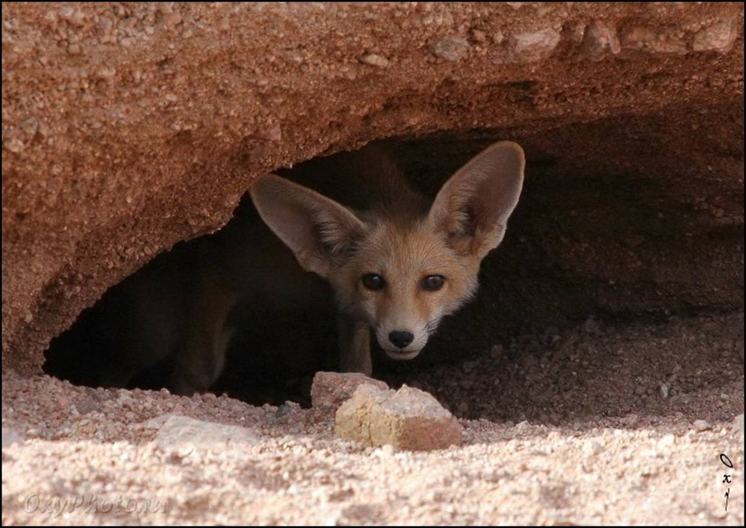 , синай, dahab, egypt, sinai, vulpes rueppelli, дахаб, египет, лисица песчаная, Оксана Борц