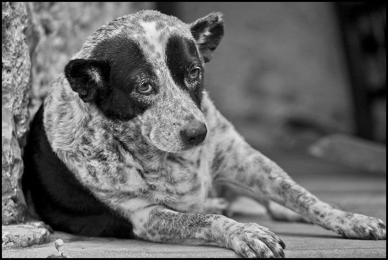 Тяжела собачья жизнь... фото превью